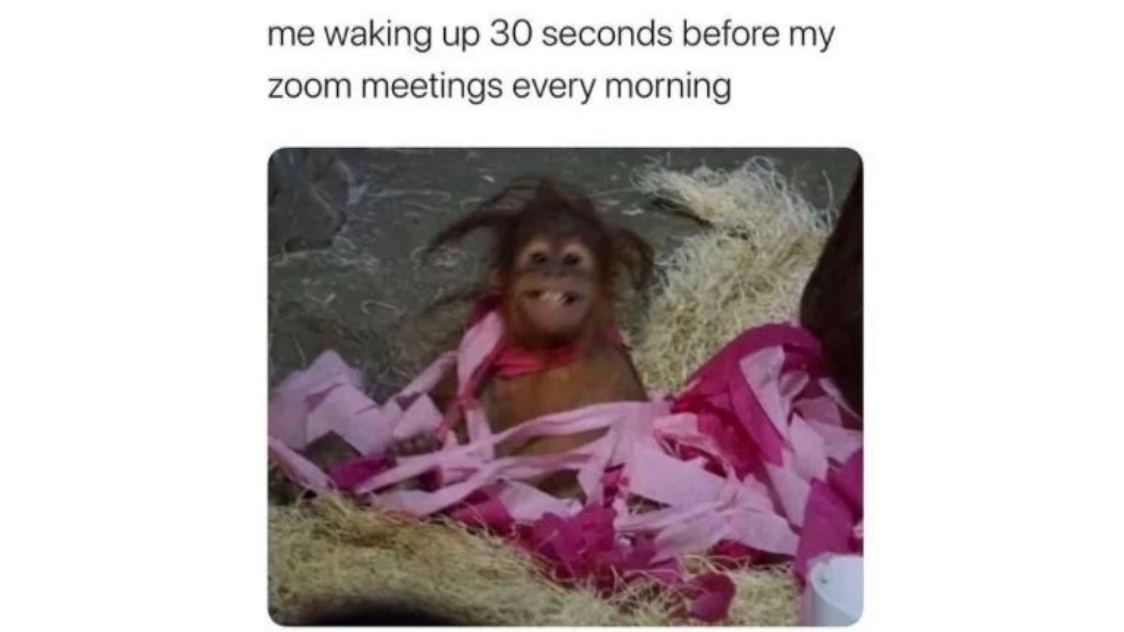 75+ Hilarious Zoom Memes, that will make the Zoom calls more bearable - meme 52